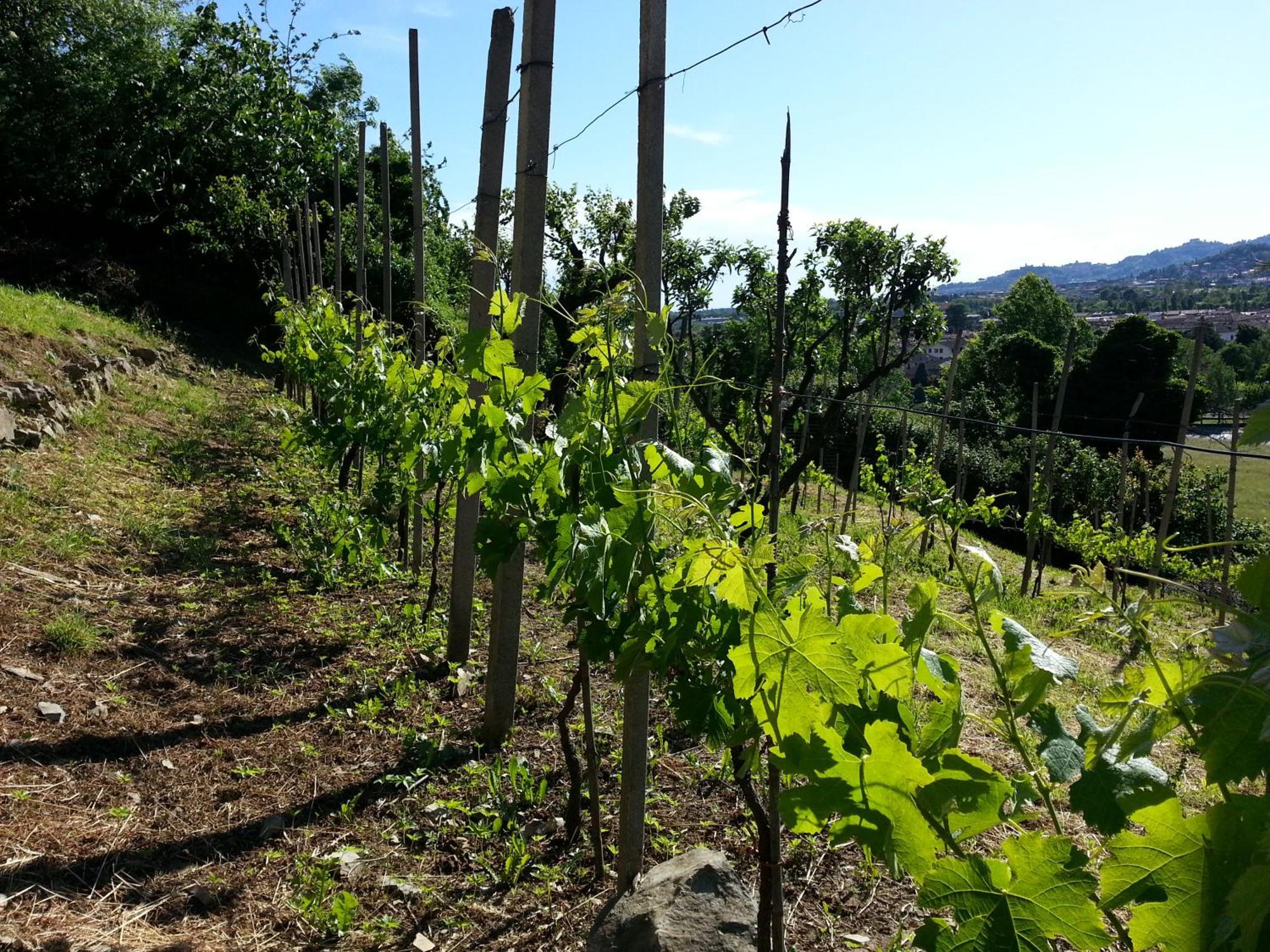 Bergamo Bnb Villa di Serio Esterno foto
